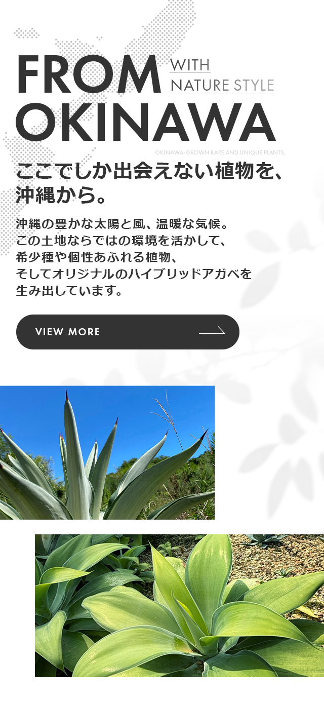 沖縄育ちの観葉植物・多肉植物ならK'z plants│沖縄県糸満市