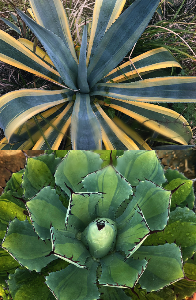 沖縄育ちの観葉植物・多肉植物ならK'z plants│沖縄県糸満市